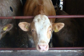 ProOptiBeef – korzyści dla hodowców bydła