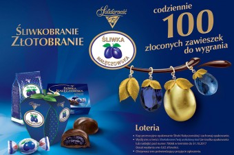 Śliwka Nałęczowska z promocją Śliwkobranie Złotobranie