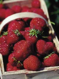 Uzasadnione obawy producentów truskawek
