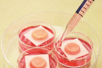 Model skóry o pełnej grubości Phenion® umożliwia innowacyjne testowanie nowych surowców