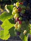 Wino różowe jednak nie z biało-czerwonych zlewek