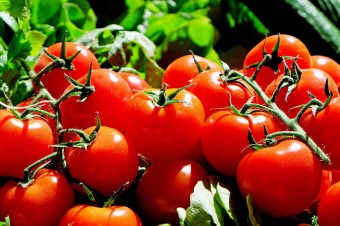 Żywność genetycznie zmodyfikowana – głosy za i przeciw