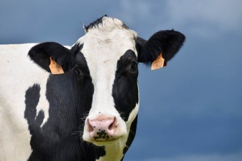 Ustawa dotycząca „oznakowania Bez GMO” podpisana