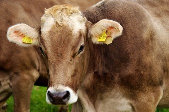 Trudna sytuacja producentów wołowiny