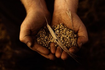 Organiczna whisky już dostępna w Polsce