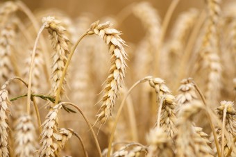 Coraz dłuższa lista zagrożeń w rolnictwie. Rośnie potrzeba dodatkowego ubezpieczenia