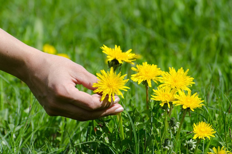 Herbapol - mamy to w naturze! Jak powstają produkty pełne naturalnych surowców