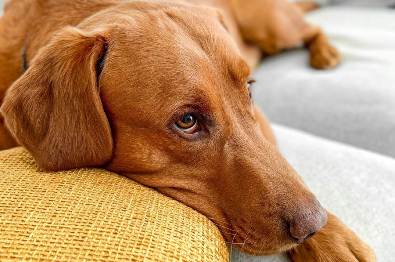 PEDIGREE® wspiera psich opiekunów w potrzebie