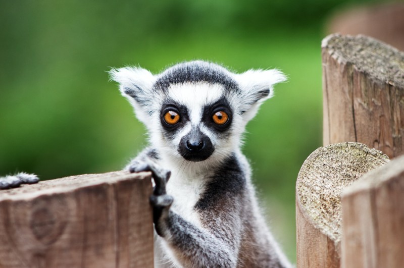 Majonez Kielecki Roślinny przekaże 1% ze sprzedaży wrocławskiemu ZOO
