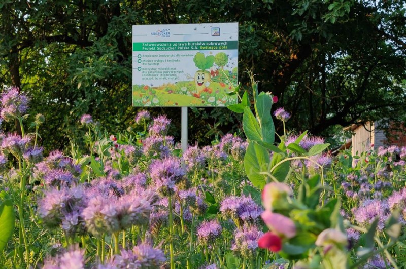100 plantatorów Südzucker Polska S.A. wysiało własne łąki kwietne