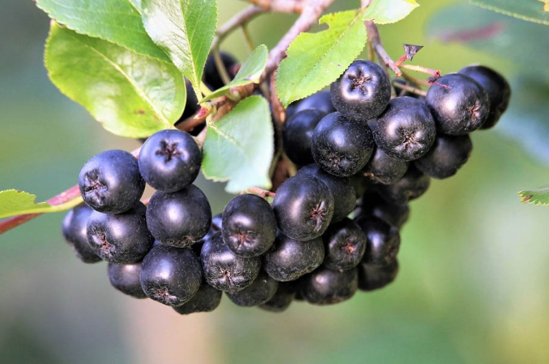 Aronia wciąż jest za mało doceniana i za mało popularna