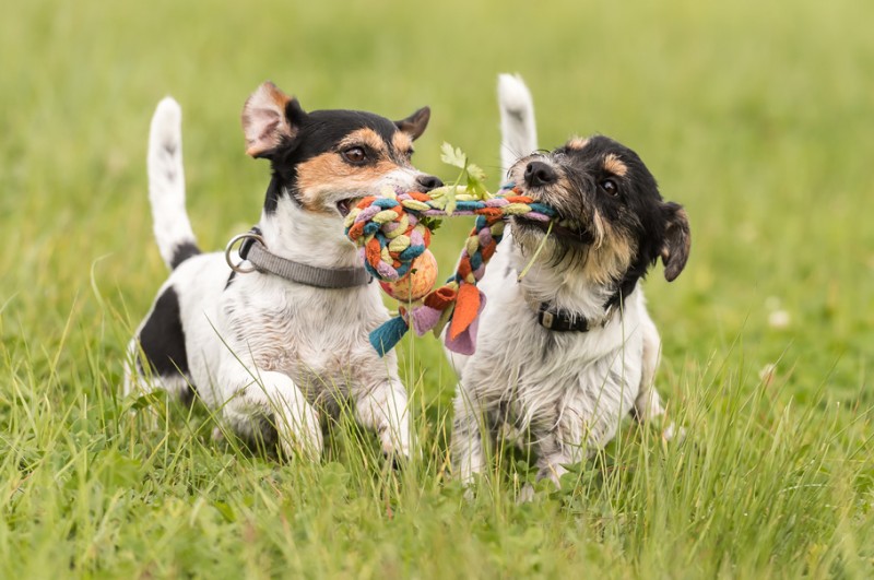 Europejski rynek pet food na fali wzrostu