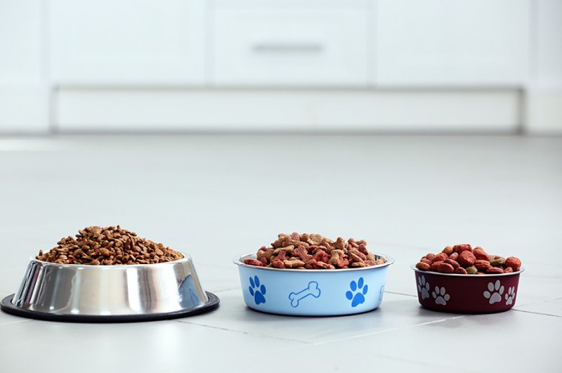 Z miłości do zwierząt – trendy na rynku karm dla pupili