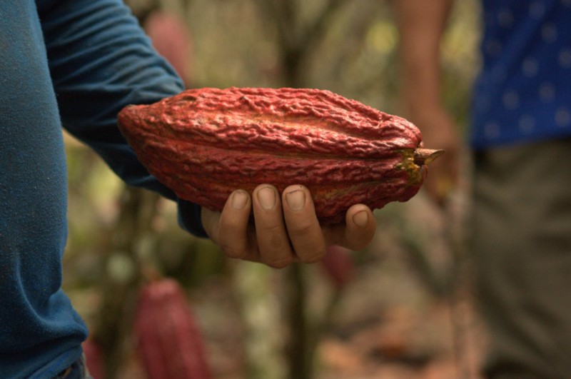 Mars podsumował postępy w tworzeniu zrównoważonego ekosystemu kakao