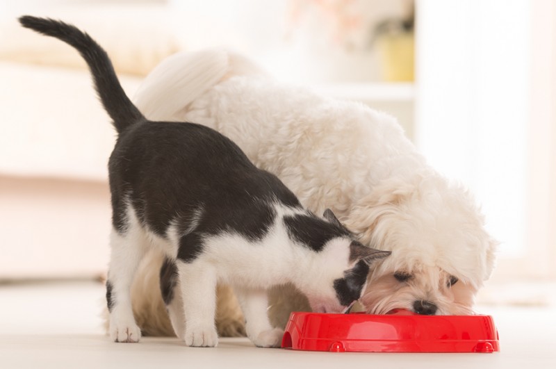 Psy i koty nie powinny dostawać resztek z wigilijnego stołu