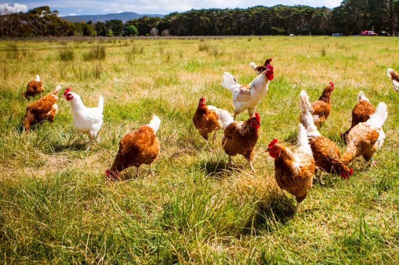 Carrefour wycofał jaja “trójki”