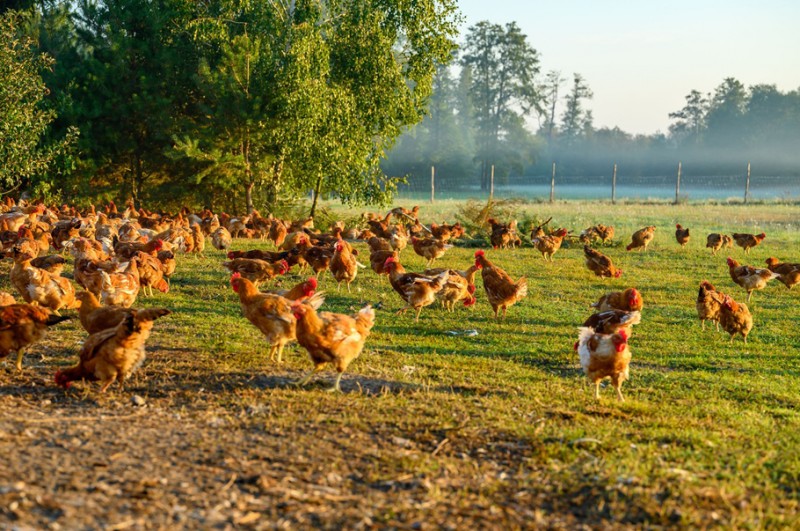 Raport SGGW: Kurczak Zagrodowy wyróżnia się wyższą wartością odżywczą