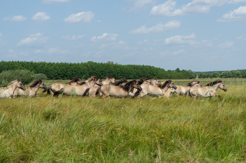 Lidl Polska i WWF Polska przywracają wodę i życie na Błota Rakutowskie