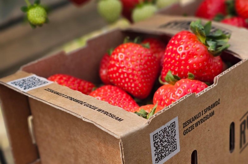 Polskie owoce z własną historią – truskawki z Plantacji Rębowolskiej w sklepach Lidl 