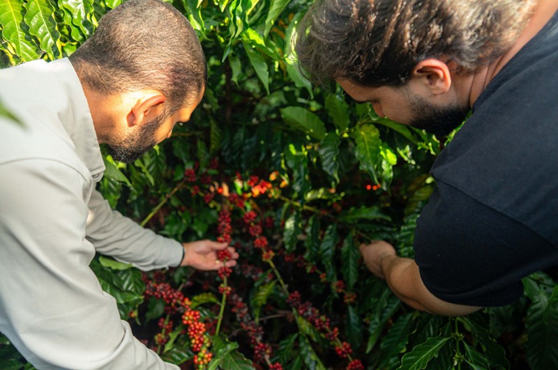 NESCAFÉ zwiększa udział kawy z rolnictwa regeneratywnego