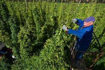 Ekonomiczna rola SABMiller