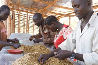 USAID joins Nespresso and TechnoServe in supporting South Sudan’s coffee farmers