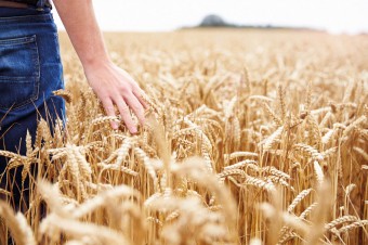 Polish agri-food promotion strategy – in response to global needs