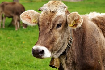 Belarus bans beef imports from several regions in China