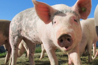 Russia market hog price is at one of the highest in its history