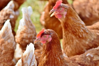 Norwegian company to build new poultry processing facility for €185 million