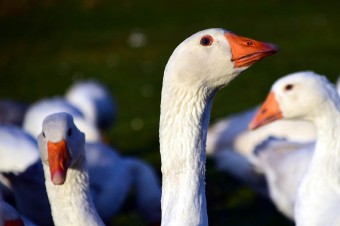 Poland is one of Europe’s largest producers of geese