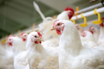 The Polish poultry industry is a leader aware of the challenges in 2019