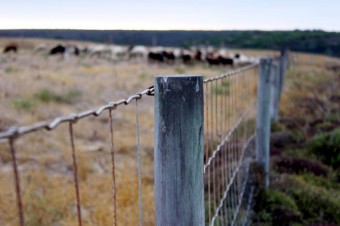 Beef producers in trouble