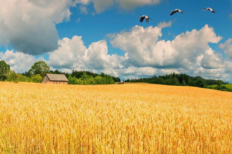Polish foreign trade in agri-food